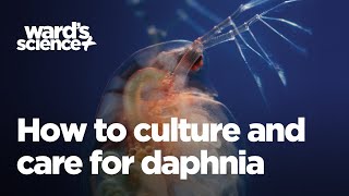 Caring and Culturing for Daphnia [upl. by Strauss]