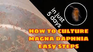 How to Culture Magna Daphnia Easily [upl. by Luann]