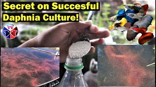 How to Culture Daphnia Successfully [upl. by Ettessil949]