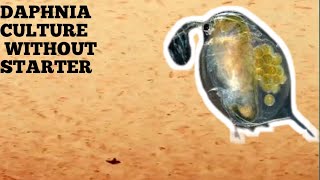 HOW TO CULTURE DAPHNIA NATURALLY WITHOUT A STARTER [upl. by Moyra]