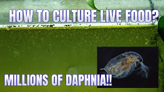 How to Culture Daphnia Secret Method to Breed MILLIONS  Simply Aquatic [upl. by Esaele]