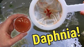 How I Culture Daphnia In Outdoor Tubs [upl. by Welbie924]