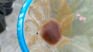 How to culture daphnia moina in a small container Part 1 English Subtitle [upl. by Nahtaj]