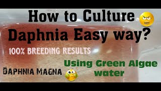 Daphnia MagnaHow to Culture Daphnia Easy wayCulturing Daphnia using Green water Daphnia [upl. by Llenrep]