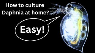 BEST Live Fish Food Beginner guide How to Culture Daphnia at home [upl. by Hanfurd]