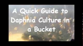 How to culture daphnia outside [upl. by Yrrum473]