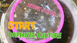 How to culture daphnia moina the easy way 1  Starting the Daphnia culture [upl. by Maryn]