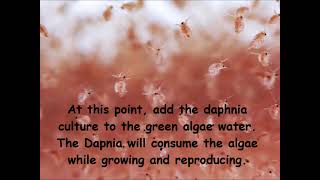 Daphnia  How to grow daphnia in your home [upl. by Halliday]