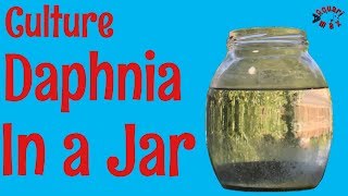 How to Culture Daphnia in a Jar [upl. by Aieken436]