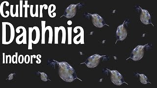 How to Culture Daphnia [upl. by Otsuj]