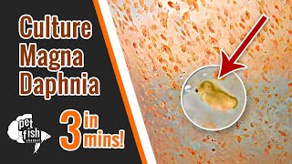 How to culture DAPHNIA MAGNA  The easy way [upl. by Trudi863]