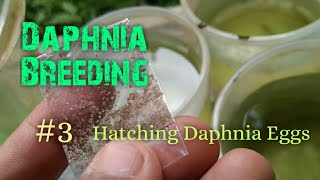 Daphnia Culture made simple and easy 3  Hatching Daphnia eggs [upl. by Ydnolem280]