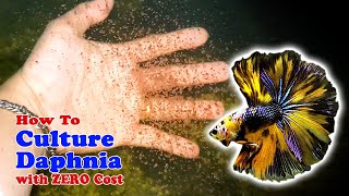 How to Culture Daphnia with ZERO Cost  Unlimited Live Food For Our Fish [upl. by Amhser]