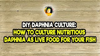 DIY Daphnia Culture How to Culture Nutritious Daphnia as Live Food for Your Fish [upl. by Aleuname]