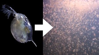 How I Culture Daphnia [upl. by Aratahs]