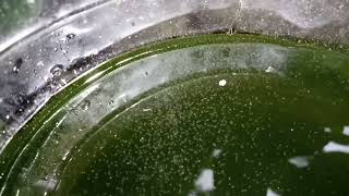 DAPHNIA MOINA CULTURE IN A SMALL BUCKET [upl. by Pippas290]