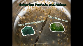 How To Culture Daphnia and Moinas using Green Water Spirulina powder [upl. by Aneelehs]