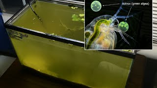 Raising Daphnia for the Freshwater Aquarium [upl. by Acsicnarf868]