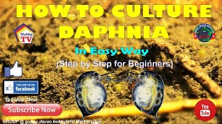 HOW TO CULTURE DAPHNIA In Easy Way [upl. by Ephrem987]